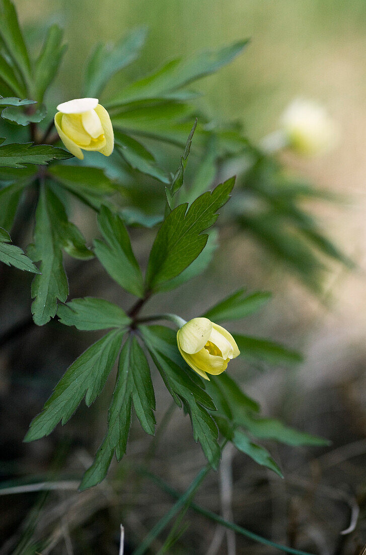 Yellow anemone hybrid (Anemone x lipsiensis)
