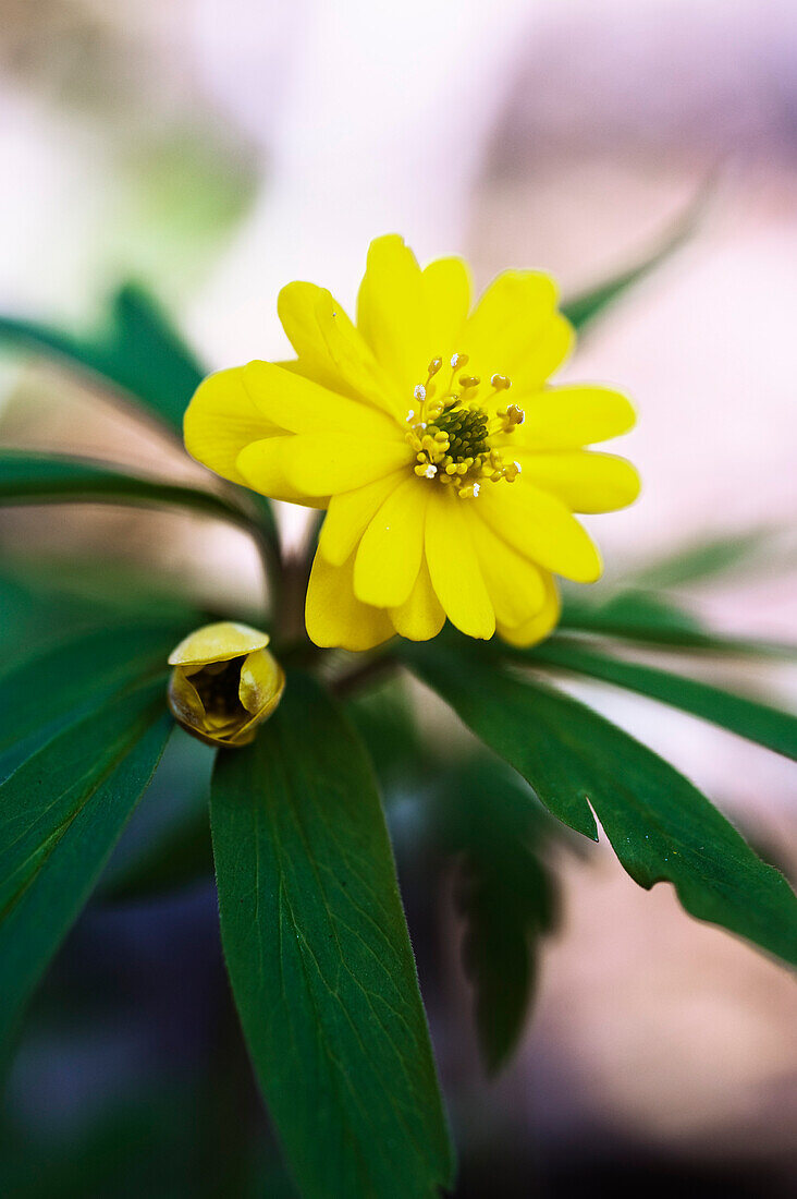 Yellow anemone (Anemone ranunculoides) 'Semiplena'