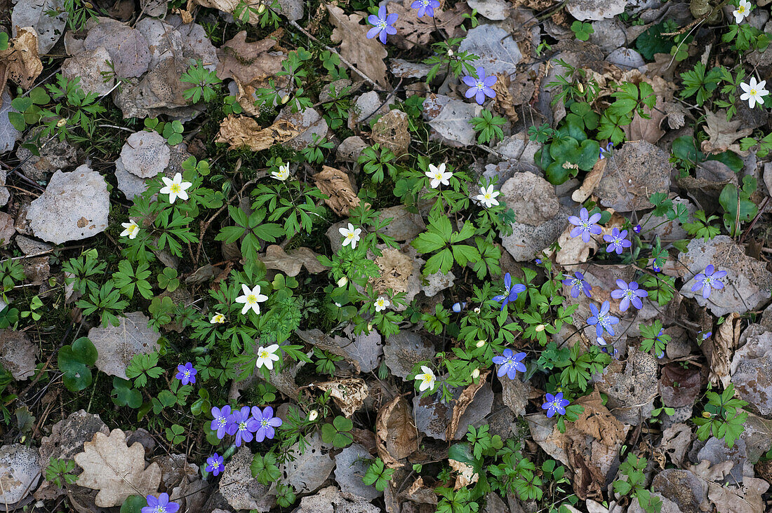 Blue liverwort (Hepatica nobilis) and wood anemone (Anemone nemorosa) on the forest floor
