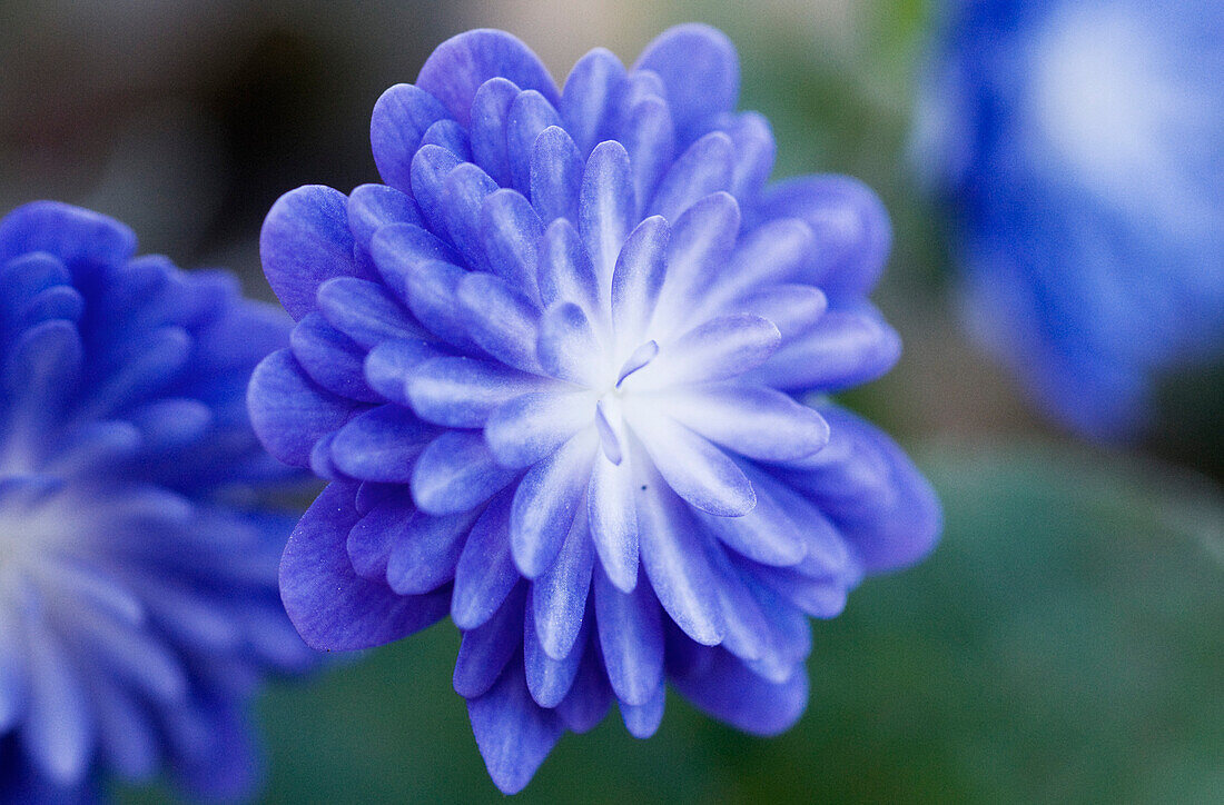 Blaue Leberblümchen (Hepatica nobilis var. Japonica), Blüten