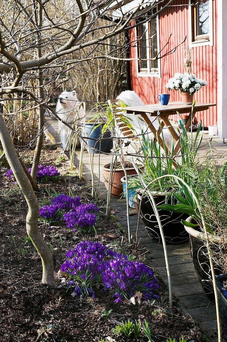 Crocus vernus