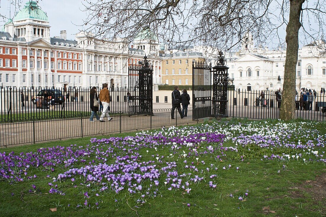 Crocuses in the park in front of the old Admiralty Building, Whitehall, Westminster, London, England, United Kingdom, Europe
