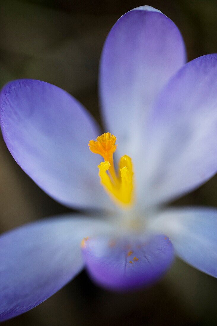 Crocus tommasinianus 'Whitewell Purple'