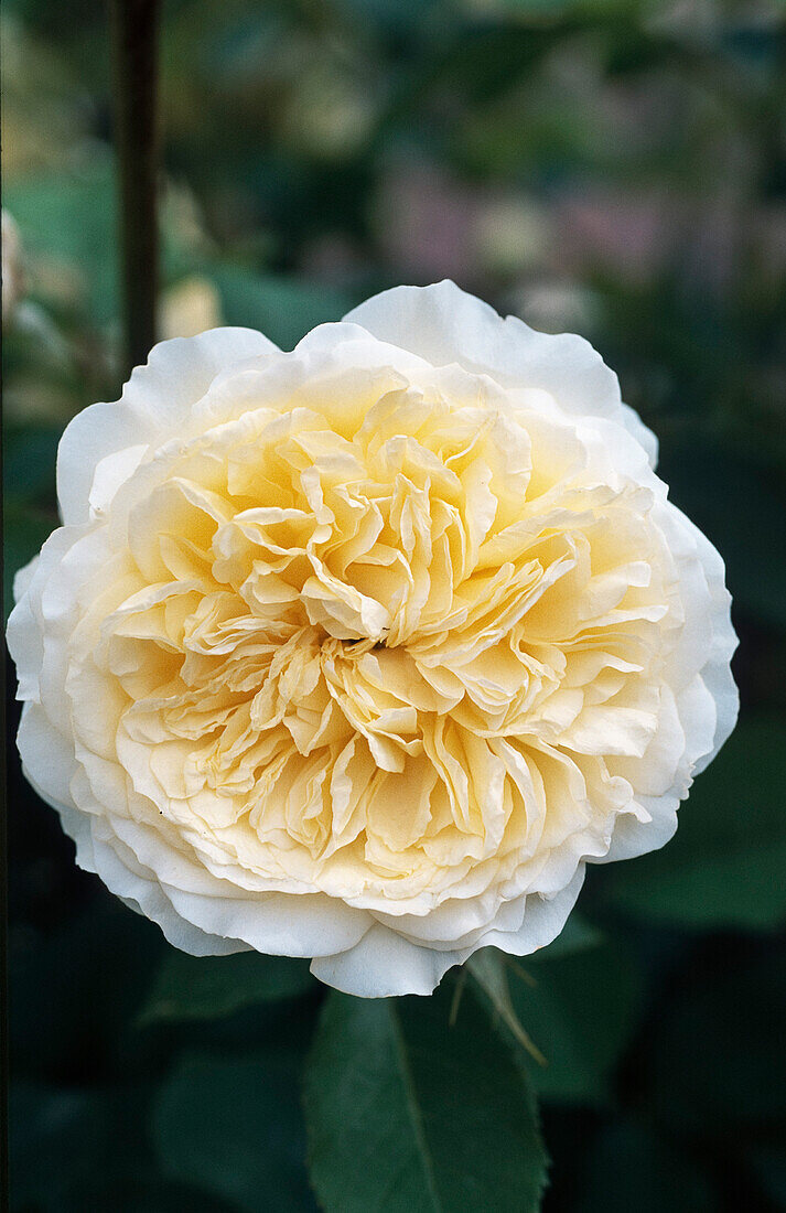 Englische Austin-Rose, 'Rosa The Pilgrim' (auch 'Auswalker')