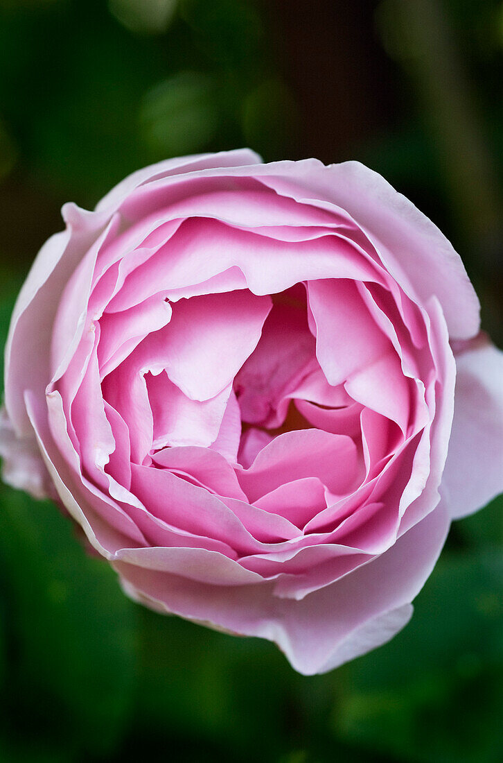 Englische Austin-Rose 'Rosa Constance Spry' (auch 'Ausfirst')