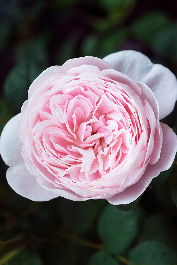 Englische Austin-Rose 'Rosa Königin von Schweden' (auch 'Austiger')