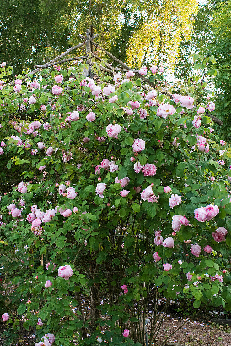 Austin rose, Rosa Constance Spry ('Ausfirst')