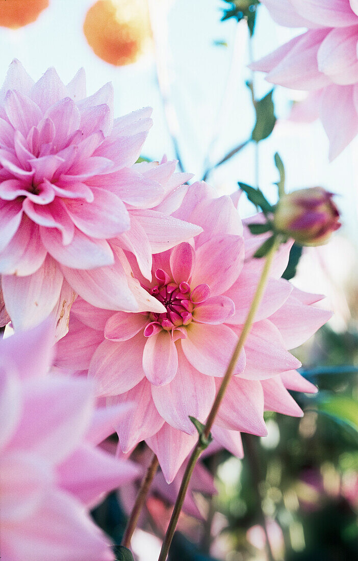 Large fringed dahlia (Dahlia pinnata) 'Gerrie Hoek', pink flowers