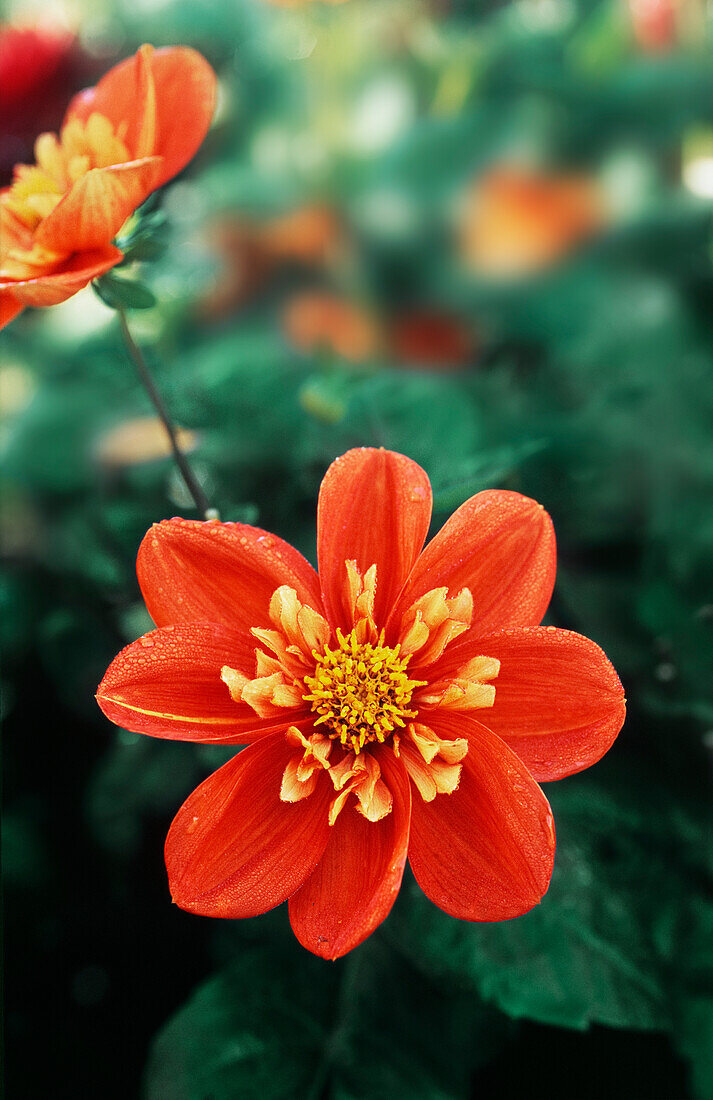 Dahlia 'Alstergruss', neck ruffle dahlia (Dahlia pinnata)