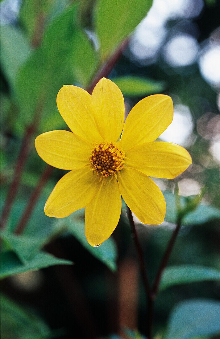 Scharlach-Dahlie (Dahlia coccinea)