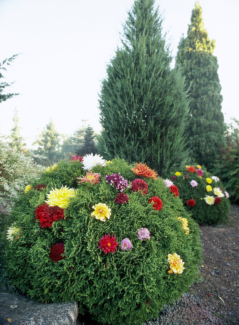 Großfiedrige Dahlien (Dahlia x pinnata) in Thuje dekoriert im Garten