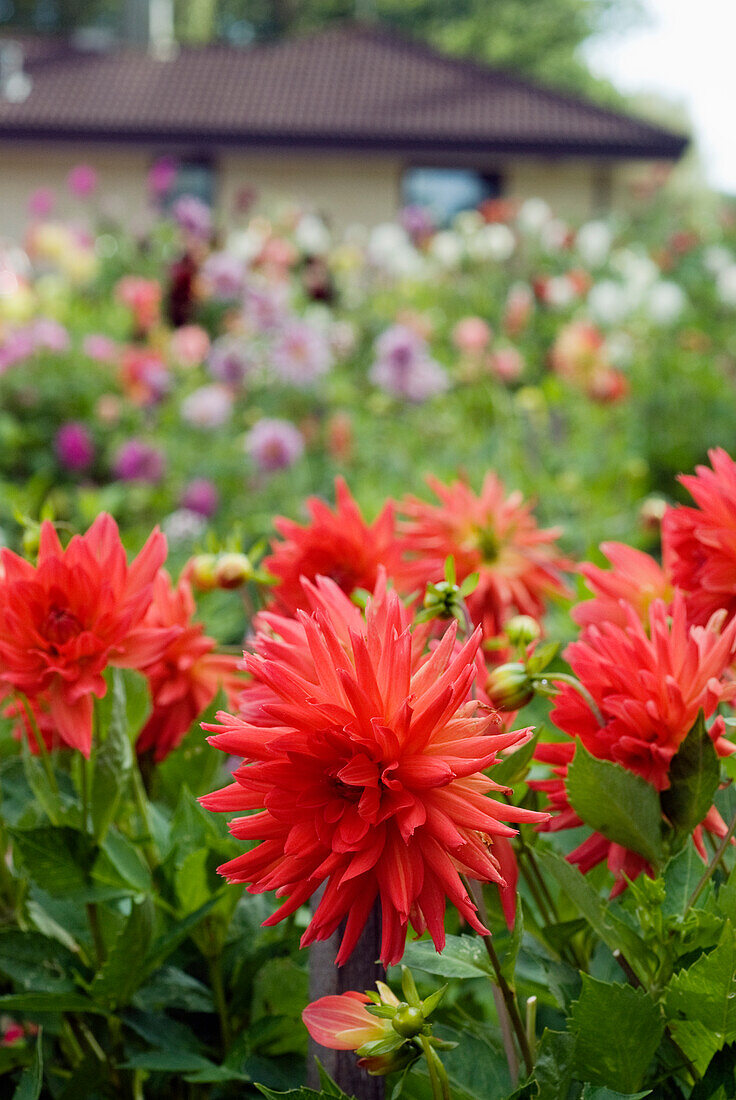 Rote Kaktusdahlie, Großfiedrige Dahlie (Dahlia x pinnata) im Blumenbeet