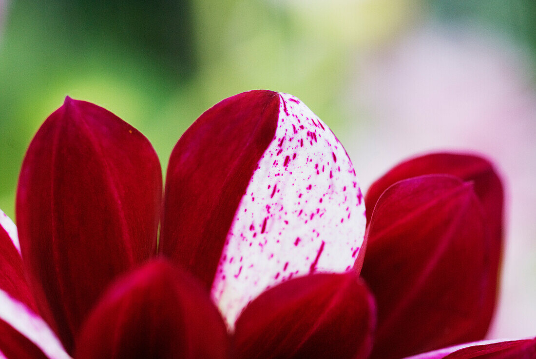 Schmuck-Dahlie (Dahlia x pinnata) 'Prince Valiant', Rote Blütenblätter