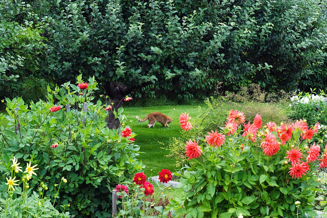 Red cactus dahlia, large-leaved dahlia (Dahlia x pinnata) in a border