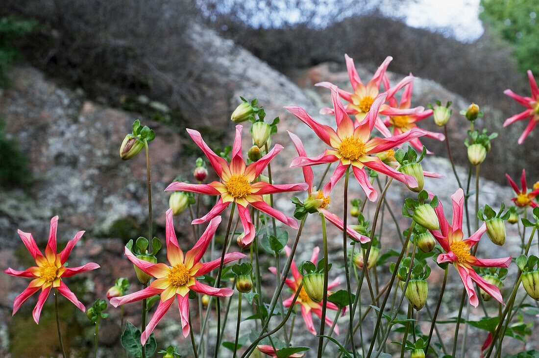 Large fumed dahlia 'Honka' (Dahlia)