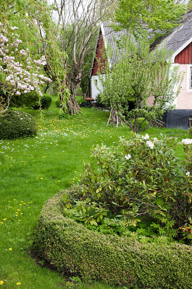 Flower bed edged by box hedge in lawn of rustic garden