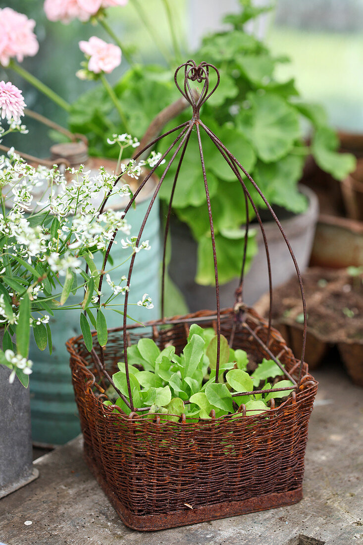 Seedlings in rustic wire basket