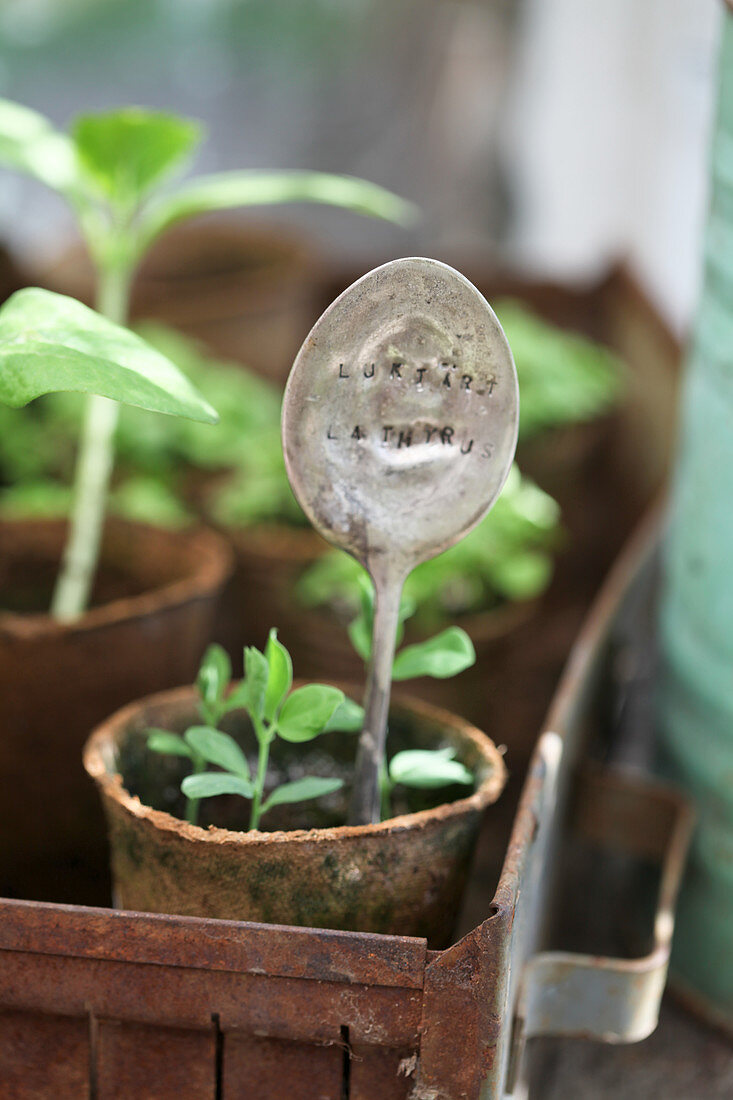 Spoon embossed with letters and used as plant label