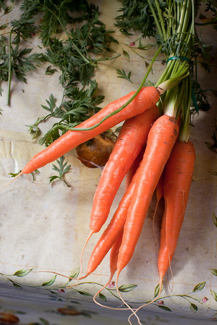 Ein Bund frische Karotten