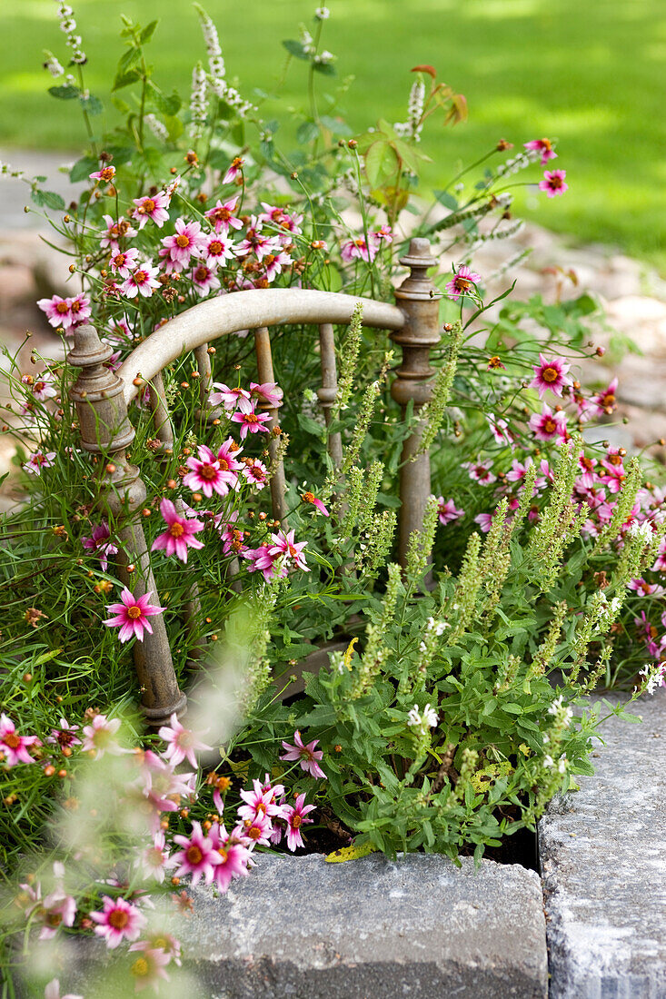 Rückenlehne vom alten Stuhl als Pflanzenstütze im Blumenbeet