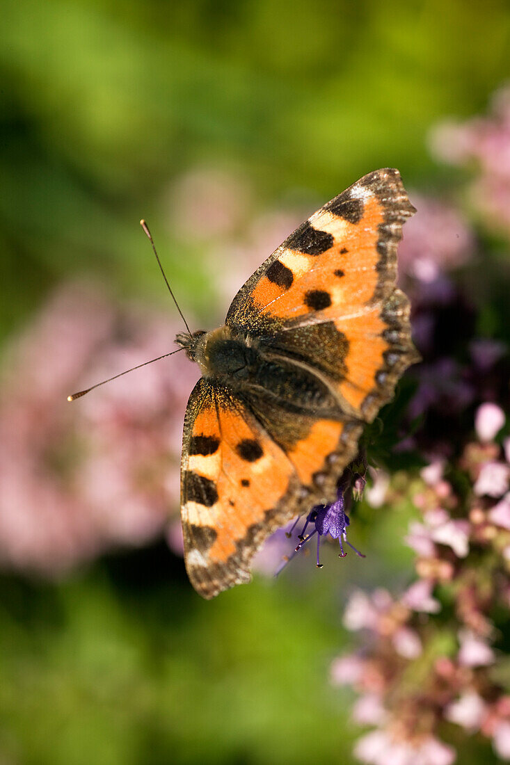 Schmetterling 'Kleiner Fuchs' im Garten