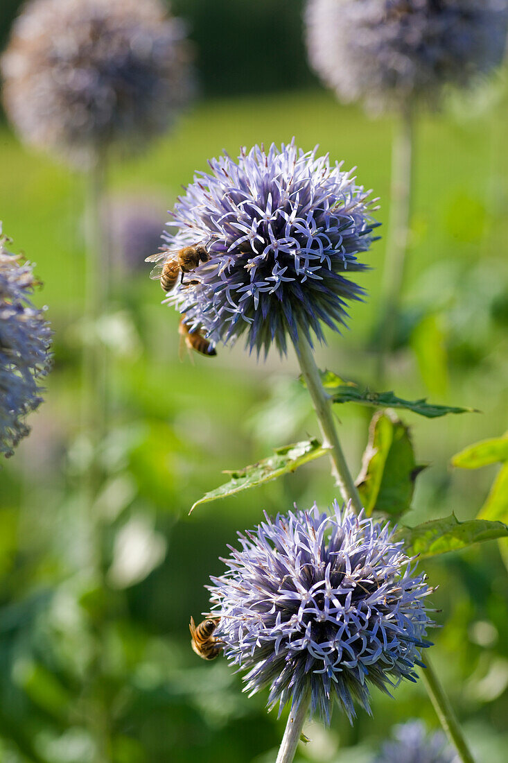 Blue globe thistle (Echinops) in garden with bees