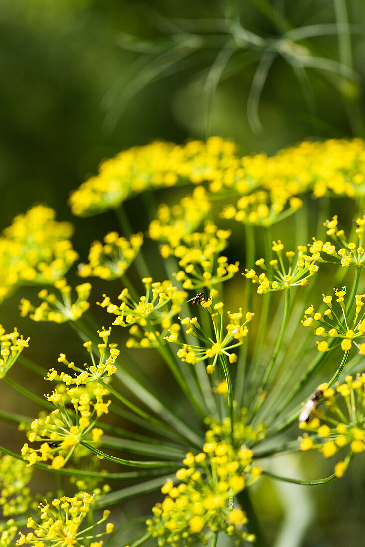 Dill flower in the garden (Anethum)