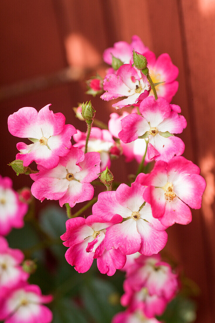 Shrub rose (Rosa moschata) 'Ballerina', musk rose, pink flowers