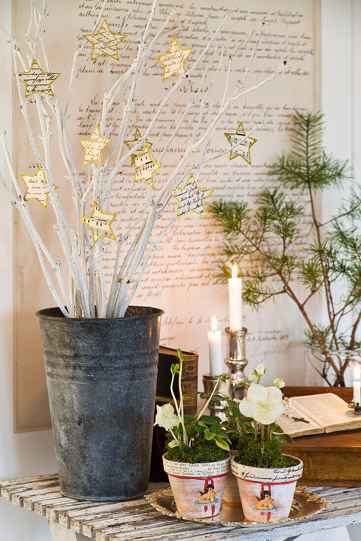 DIY-Papiersterne an weißen Ästen und Christrosen in weihnachtlich dekorierten Töpfen