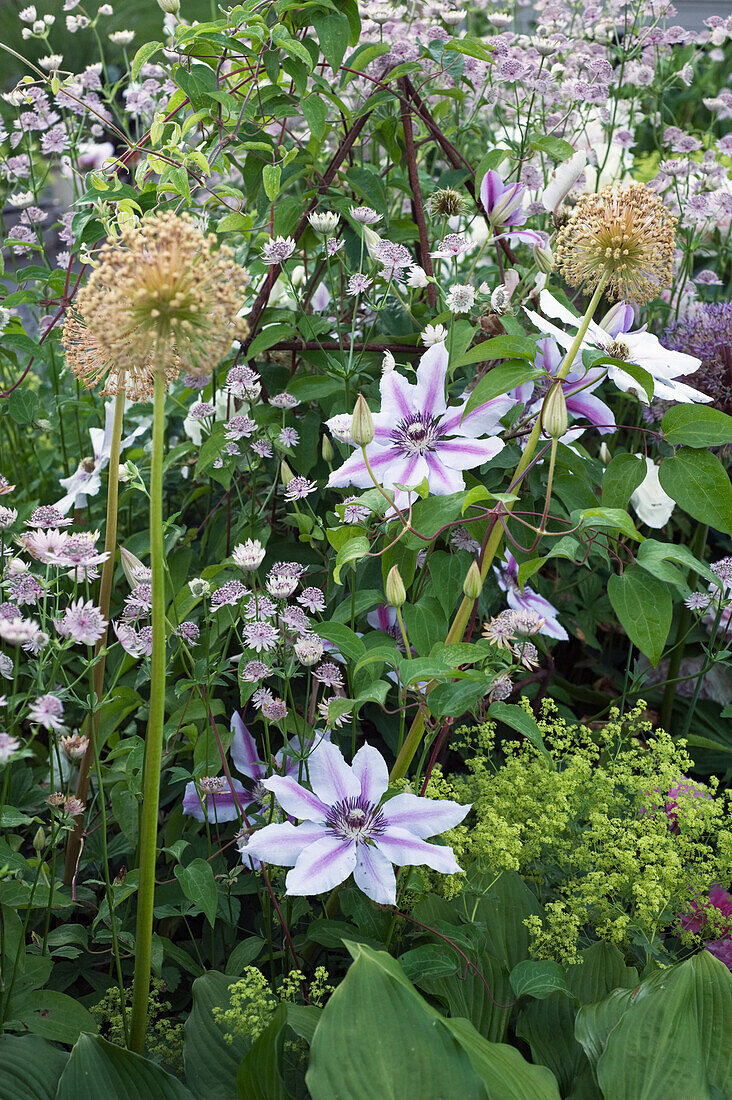 Großblumige Klematis 'Nelly Moser' (Clematis), Sterndolde (Astrantia), Kugellauch (Allium aflatunense)