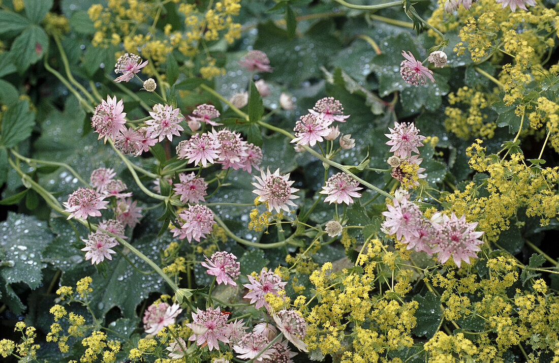 Great Startholder (Astrantia major), pink flowers