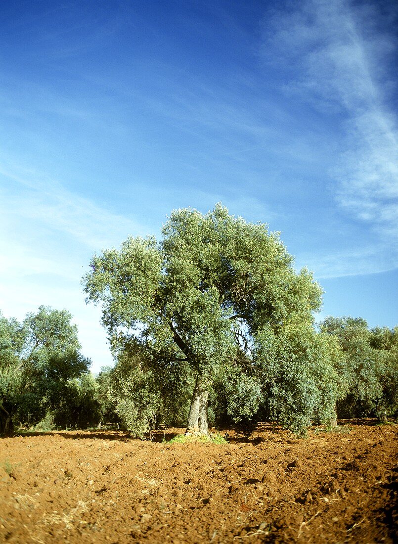 Olivenbäume auf einem Feld