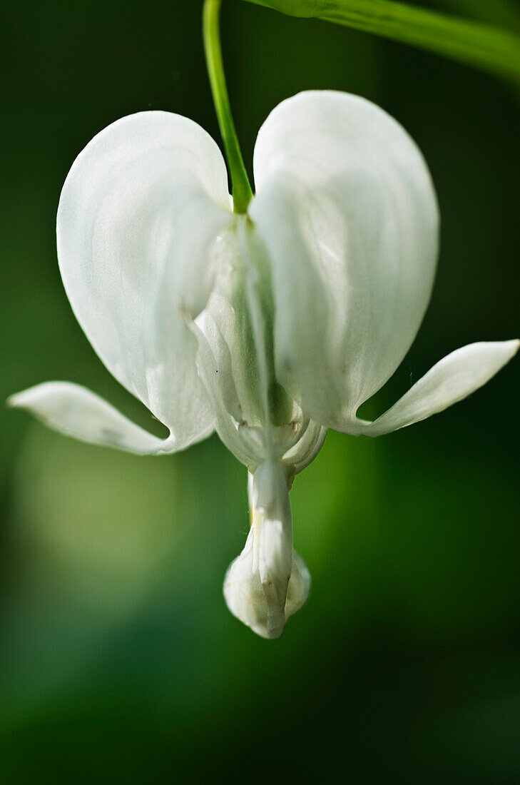Das Tränende Herz (Lamprocapnos spectabilis) 'Alba', einzelne weiße Blüte