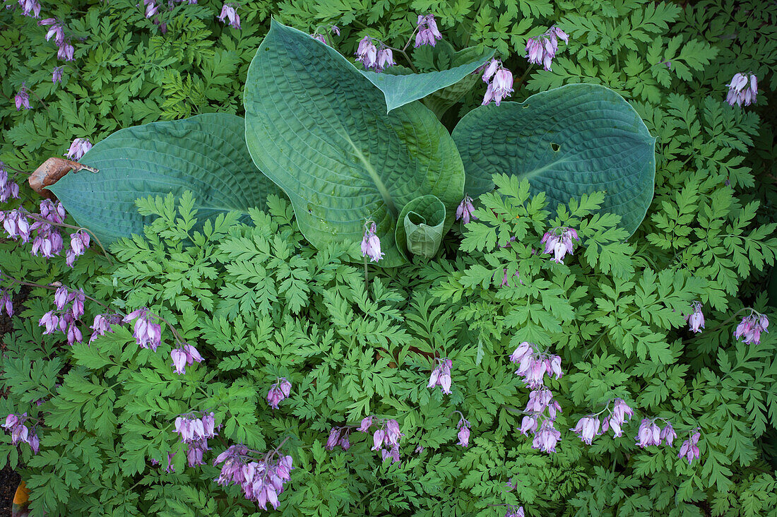 American heart flower (Dicentra formosa), and leaves of the funkie (Funkia)