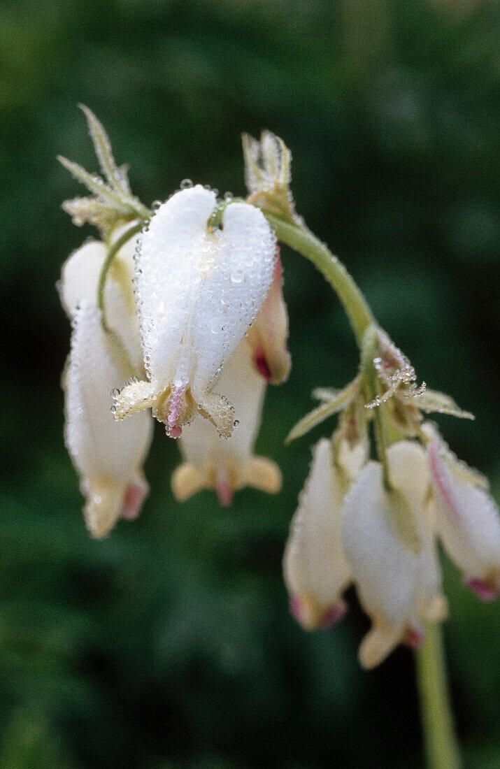 White flower of the American heart flower (Dicentra formosa) 'Aurora'.