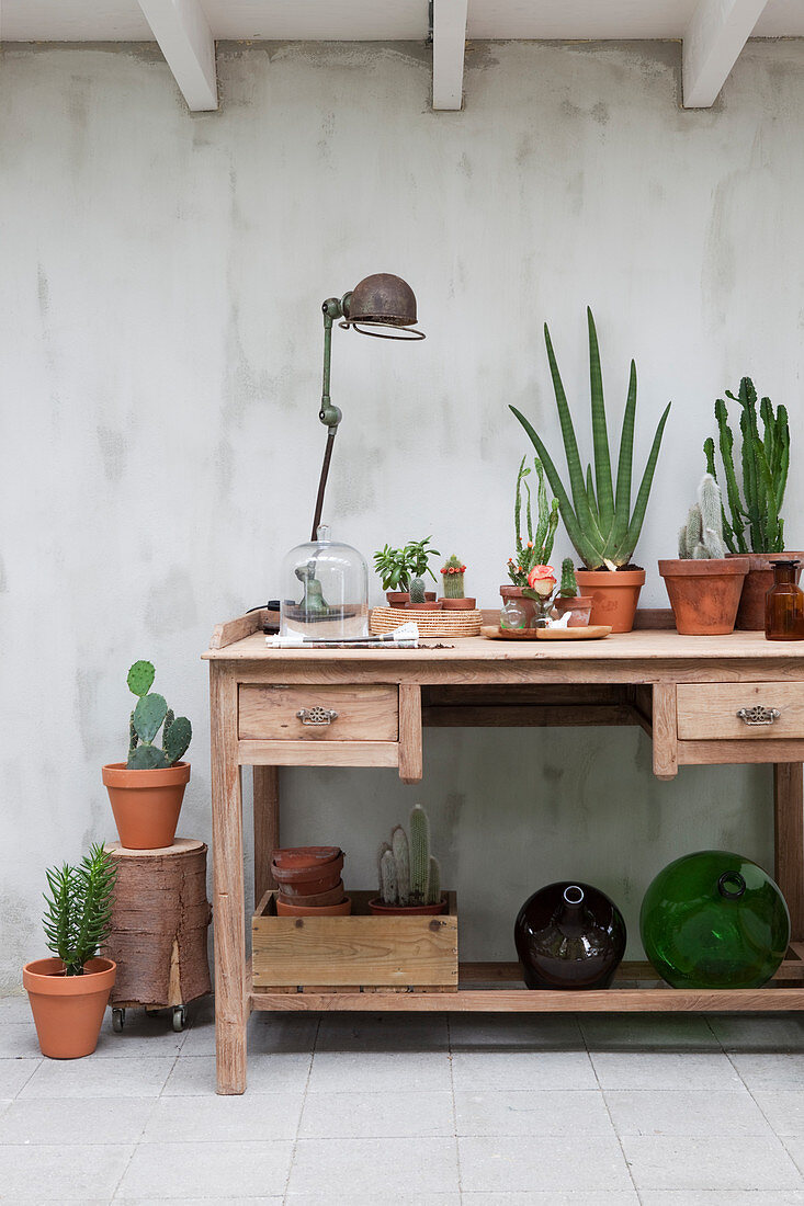 Wooden table with house plants, vintage lamp, and glass jugs