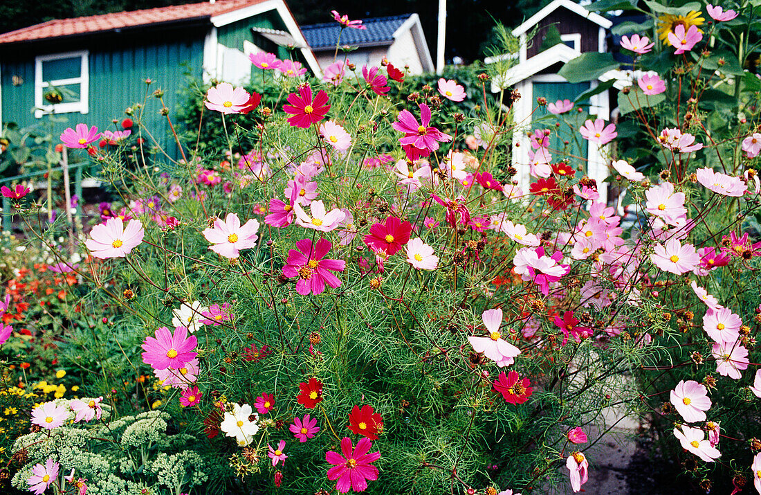 Colourful decorative baskets (Cosmea) in the garden