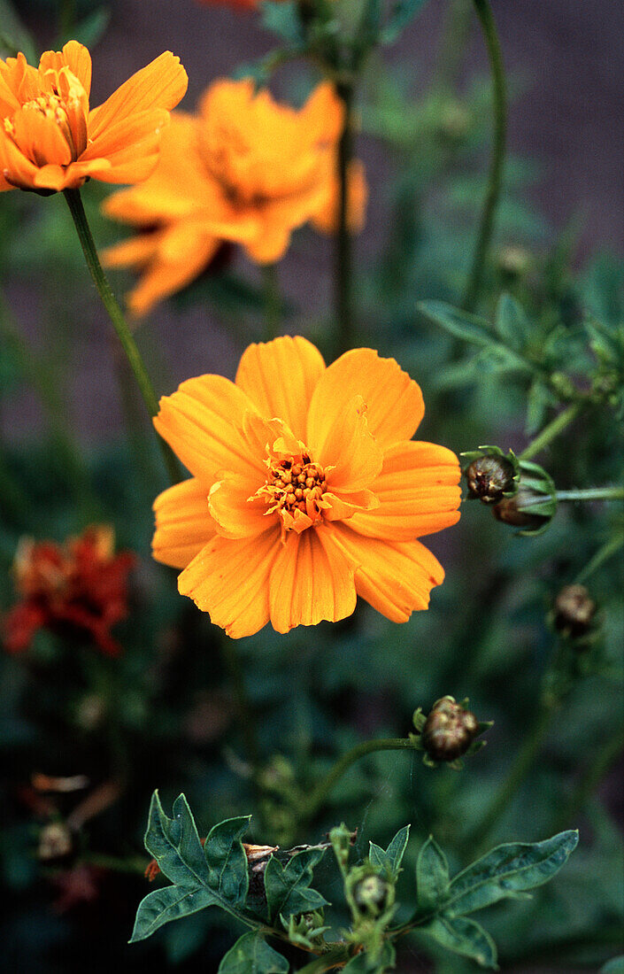 Orange ornamental basket (Cosmos sulphureus), Portrait