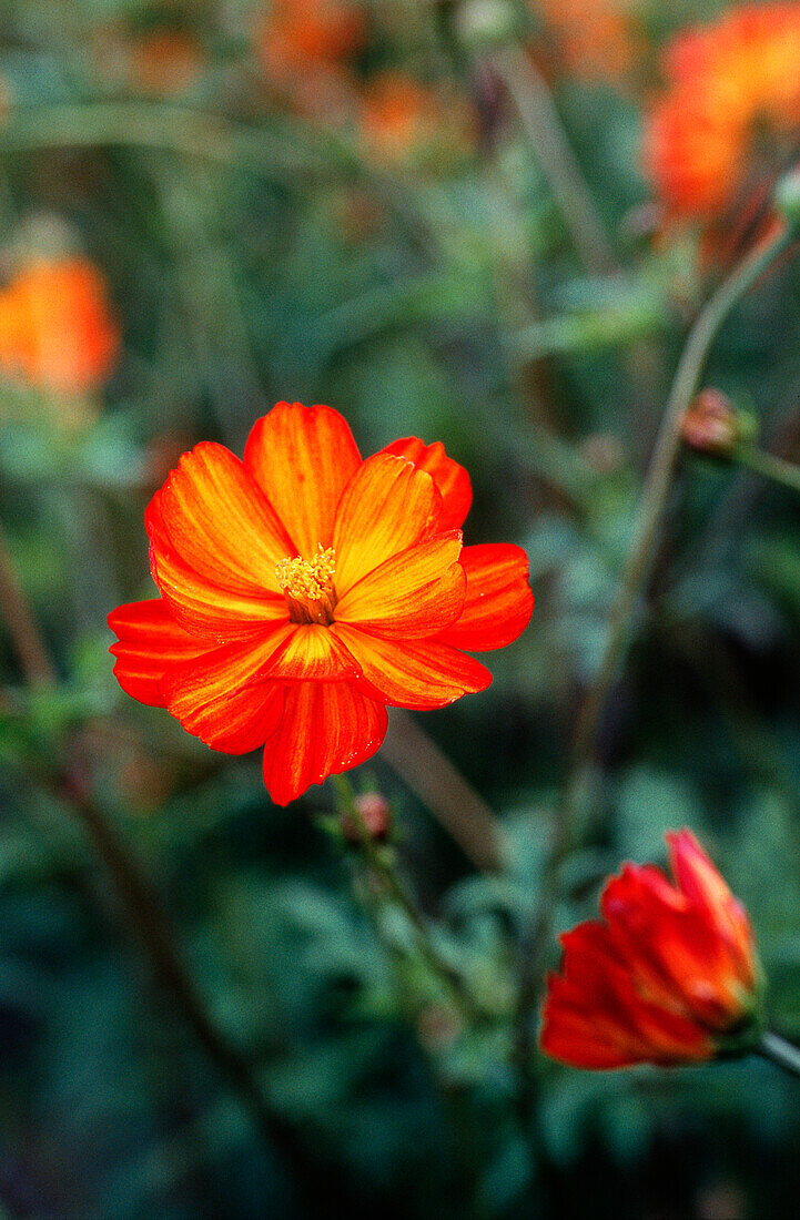 Orange-yellow ornamental basket (Cosmos sulphureus), Portrait