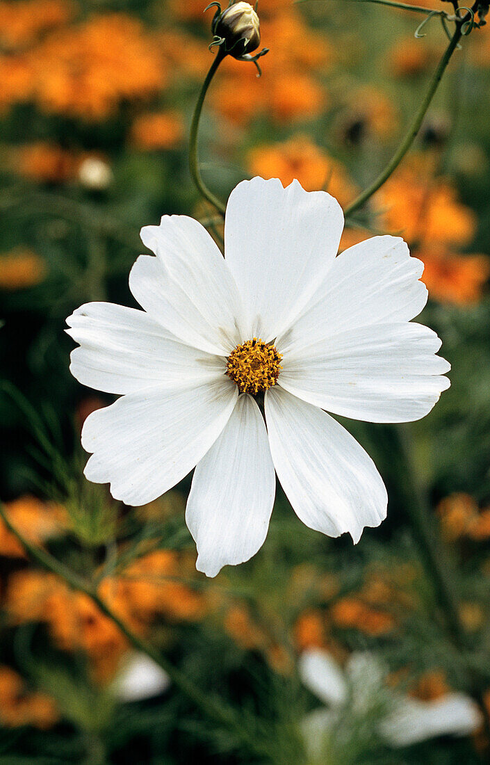 White decorative basket (Cosmea), portrait