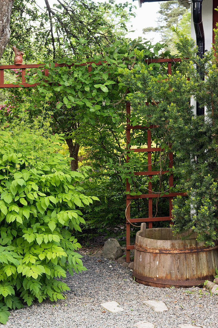 Climbing plants on trellis in the garden