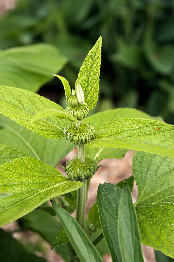 Shrubby burnet (Phlomis fruticosa)