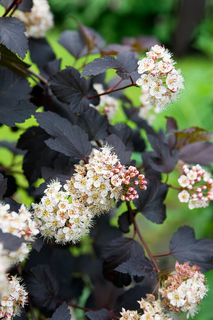 Snowball-leaved bladderwort (Physocarpus opulifolius), flowers