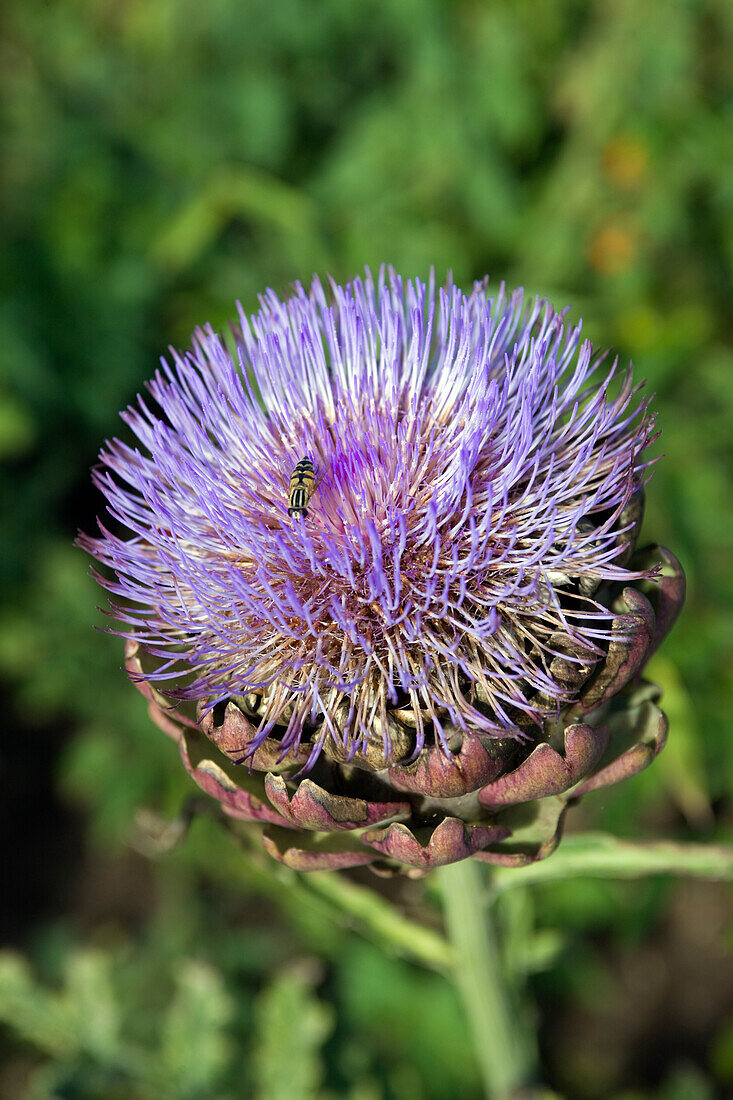 Flowering artichoke (Cynara)