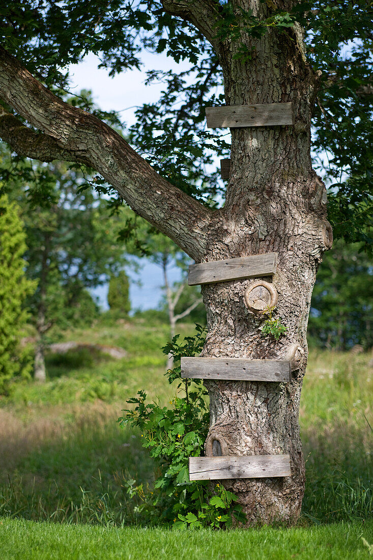 Holzbretter als Stufen zum Baumhaus