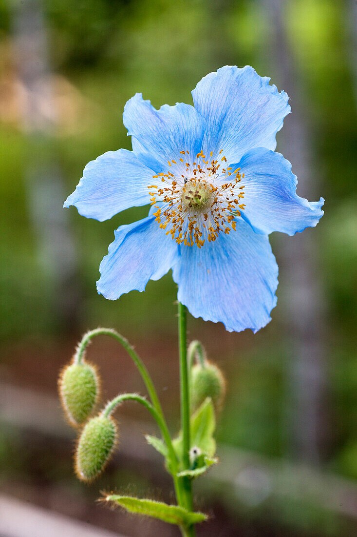Light blue flowering Tibetan poppy (Meconopsis Betonicifolia)