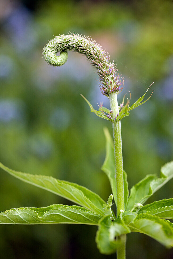 Black root speedwell (Veronicastrum virginicum)