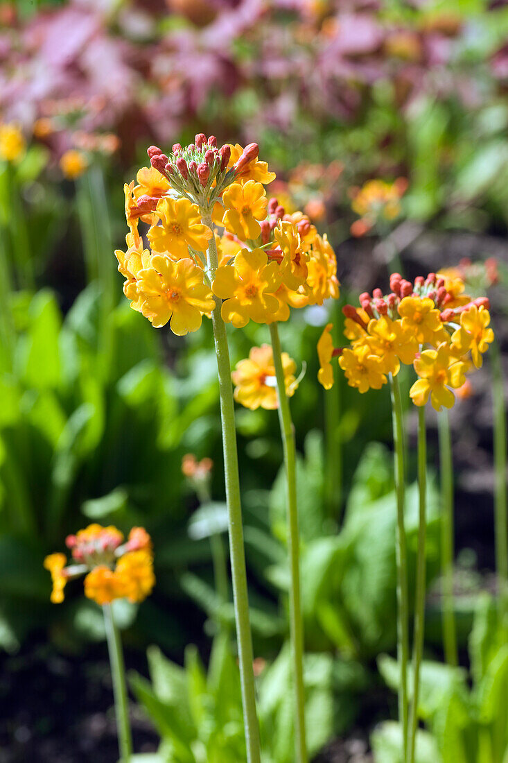 Etagen-Schlüsselblume (Primula bulleyana)