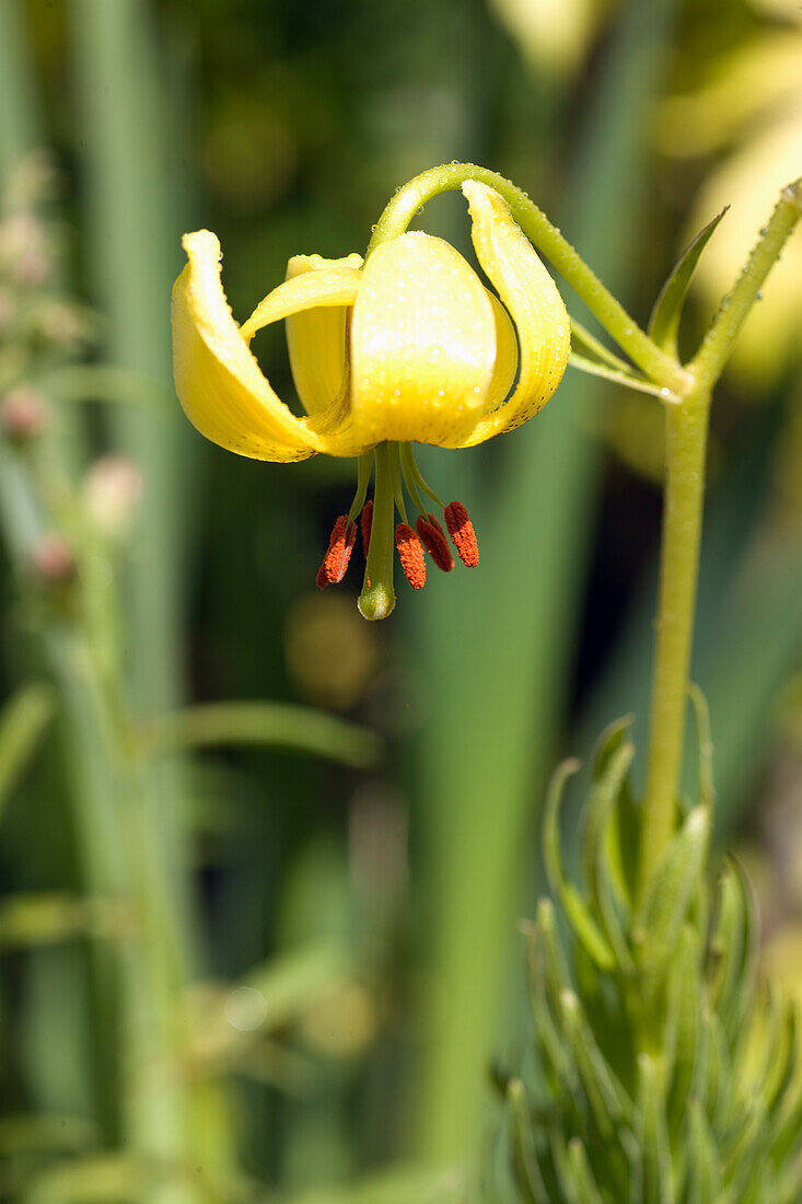 Turk's cap lily (Lilium martagon)