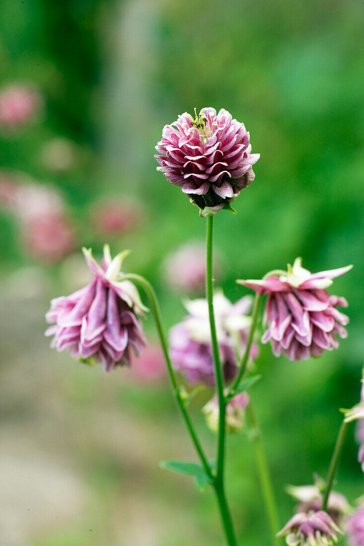 Gemeine Akelei (Aquilegia vulgaris)